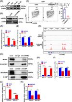 hnRNP U Antibody in Western Blot, Immunoprecipitation, ChIP Assay (WB, IP, ChIP)