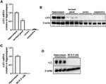 CACNA2D1 Antibody in Western Blot (WB)