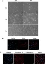Cytokeratin 18 Antibody in Immunocytochemistry (ICC/IF)