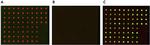 MAP2 Antibody in Dot Blot (DB)