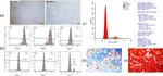 CD10 Antibody in Flow Cytometry (Flow)