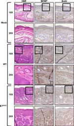 MCM7 Antibody in Immunohistochemistry (IHC)