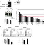 CD11b Antibody in Flow Cytometry (Flow)