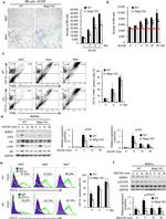 CD11b Antibody in Flow Cytometry (Flow)