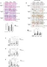 Phospho-STING (Ser366) Antibody in Immunohistochemistry (IHC)