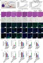 IGFBP-1 Antibody in Neutralization (Neu)
