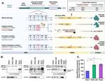 BRCA2 Antibody in Western Blot (WB)