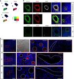 RGS5 Antibody in Immunohistochemistry (IHC)