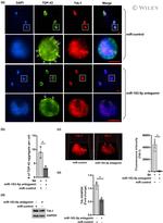 TIA-1 Antibody in Western Blot, Immunocytochemistry (WB, ICC/IF)