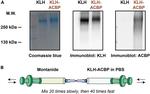 KLH Antibody in Western Blot (WB)