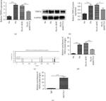 TRPC6 Antibody in Western Blot (WB)