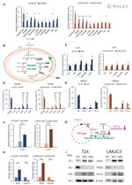 PHD2 Antibody in Western Blot (WB)