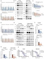 PHD2 Antibody in Western Blot (WB)