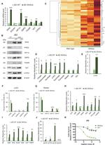 PHD2 Antibody in Western Blot (WB)