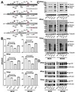 beta Tubulin Antibody in Western Blot (WB)