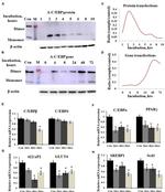 T7 Tag Antibody in Western Blot (WB)