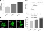 GLUT1 Antibody in Immunocytochemistry (ICC/IF)