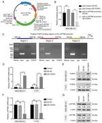 FOXP3 Antibody in ChIP Assay (ChIP)