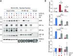 HDAC2 Antibody in Western Blot (WB)