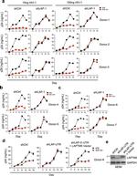 GAPDH Antibody in Western Blot (WB)