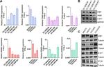Endothelin A Receptor Antibody in Western Blot (WB)