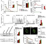 IP3 Receptor 1 Antibody in Western Blot (WB)