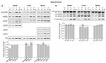 SLC25A14 Antibody in Western Blot (WB)