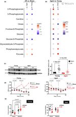 PDK4 Antibody in Western Blot (WB)