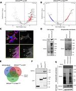 RAPH1 Antibody in Western Blot (WB)