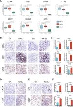 Cd8a Antibody in Immunohistochemistry (IHC)