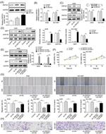 AKR1B1 Antibody in Western Blot (WB)