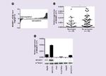 MAGEH1 Antibody in Western Blot (WB)