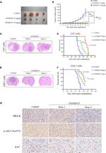 Ki-67 Antibody in Immunohistochemistry (IHC)