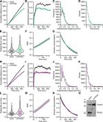 TPD52L1 Antibody in Western Blot (WB)