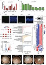 UXT Antibody in Western Blot (WB)