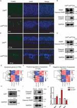 UXT Antibody in Western Blot (WB)