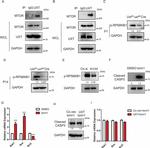 UXT Antibody in Western Blot (WB)