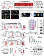 Hippocalcin Antibody in Western Blot, Immunoprecipitation (WB, IP)