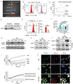 Hippocalcin Antibody in Western Blot (WB)