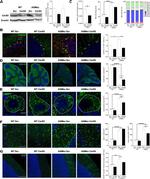 Lass5 Antibody in Western Blot, Immunohistochemistry (WB, IHC)
