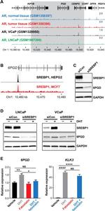 PGD Antibody in Western Blot (WB)