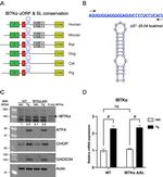 IBTK Antibody in Western Blot (WB)
