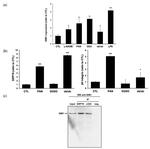 ISM1 Antibody in Western Blot (WB)