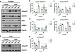 HMOX1 Antibody in Western Blot (WB)