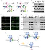 SRPR Antibody in Western Blot (WB)