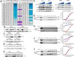 DPF1 Antibody in Immunoprecipitation (IP)