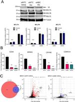 BCL7C Antibody in Western Blot (WB)