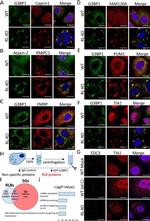 PUM1 Antibody in Immunocytochemistry (ICC/IF)