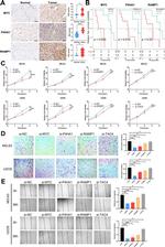 RAMP1 Antibody in Immunohistochemistry (IHC)