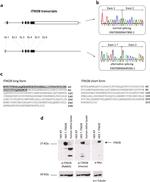 ITM2B Antibody in Western Blot (WB)